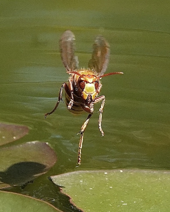 hornet
